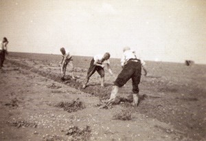 In 1944 werden eilanders tewerkgesteld in de NO polder. (foto 29 augustus 1944)
