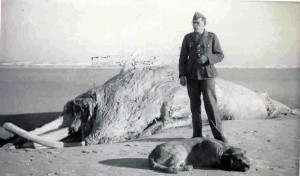 Nederlandse officier staat bij een tijdens de mobilisatie aangespoeld kadaver van een dwergvinvis op het strand. (